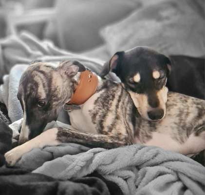 Windhunde - Treffen der besonderen Schönheiten
HERZLICH WILLKOMMEN-Beitrag-Bild