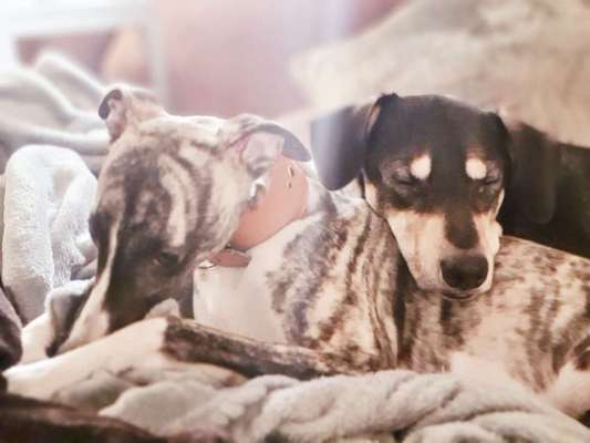 Windhunde - Treffen der besonderen Schönheiten
HERZLICH WILLKOMMEN-Beitrag-Bild