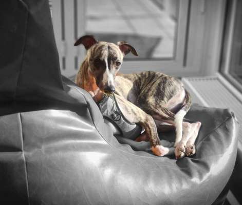 Windhunde - Treffen der besonderen Schönheiten
HERZLICH WILLKOMMEN-Beitrag-Bild