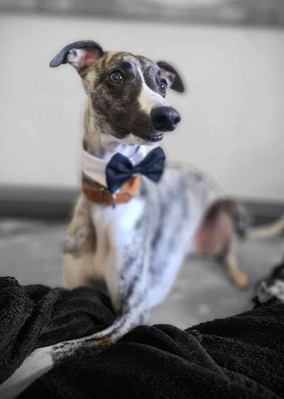 Whippet-Beitrag-Bild