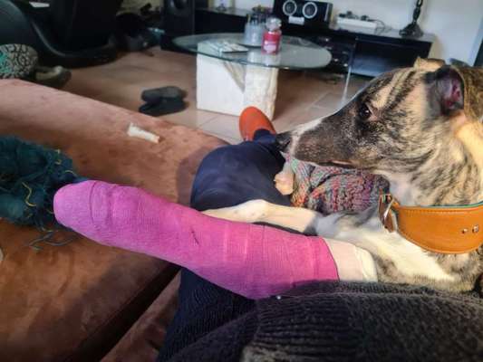 Windhunde - Treffen der besonderen Schönheiten
HERZLICH WILLKOMMEN-Beitrag-Bild