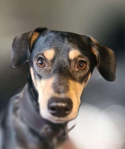 Windhunde - Treffen der besonderen Schönheiten
HERZLICH WILLKOMMEN-Beitrag-Bild