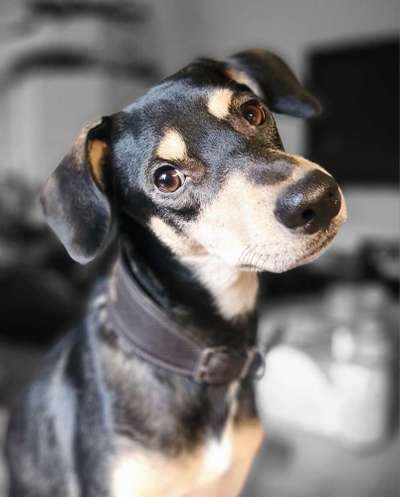 Windhunde - Treffen der besonderen Schönheiten
HERZLICH WILLKOMMEN-Beitrag-Bild