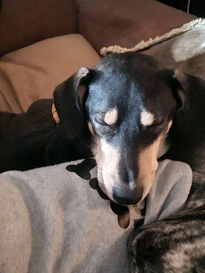 Windhunde - Treffen der besonderen Schönheiten
HERZLICH WILLKOMMEN-Beitrag-Bild