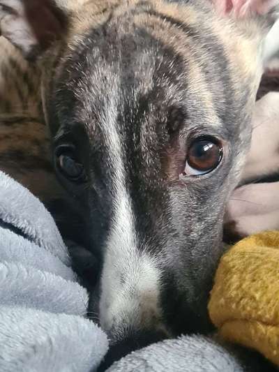 Windhunde - Treffen der besonderen Schönheiten
HERZLICH WILLKOMMEN-Beitrag-Bild