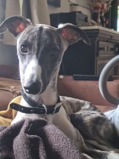 Whippet-Beitrag-Bild