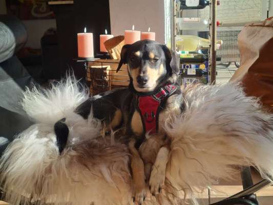 Windhunde - Treffen der besonderen Schönheiten
HERZLICH WILLKOMMEN-Beitrag-Bild