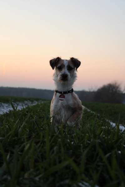 Hundetreffen-Hunde Treff-Bild