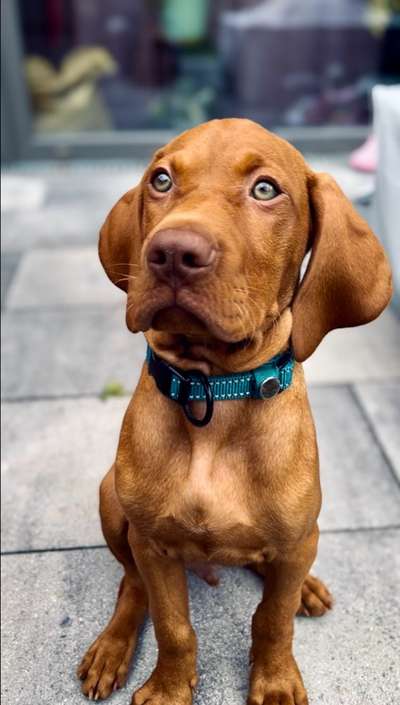 Hundetreffen-Puppy beach date-Bild