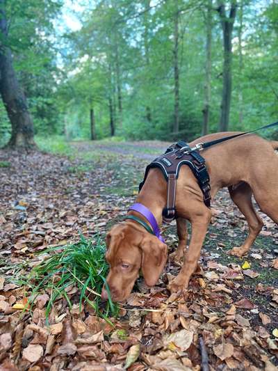 Hundetreffen-Playdate-Bild