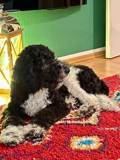 Alles rund um den Pudel-Beitrag-Bild