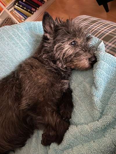 euer ältester Hund ?-Beitrag-Bild