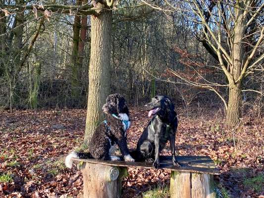 Wald Bild-Beitrag-Bild