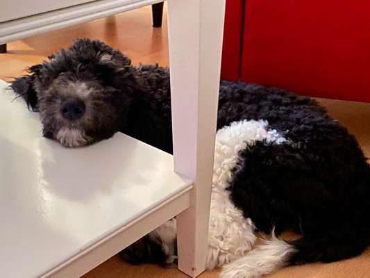 Zeigt her eure Pudel und Pudelmischlinge (:-Beitrag-Bild