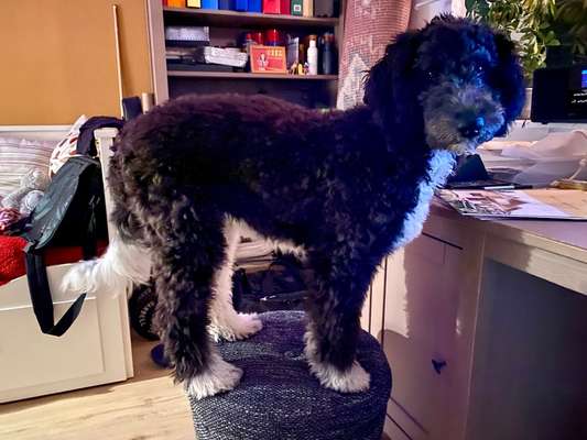 Rassen und ihre Eigenschaften-Beitrag-Bild