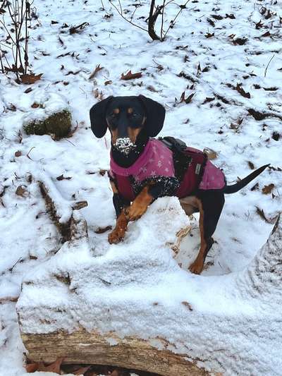 Dogorama Photo Challenge- Der Nase nach-Beitrag-Bild