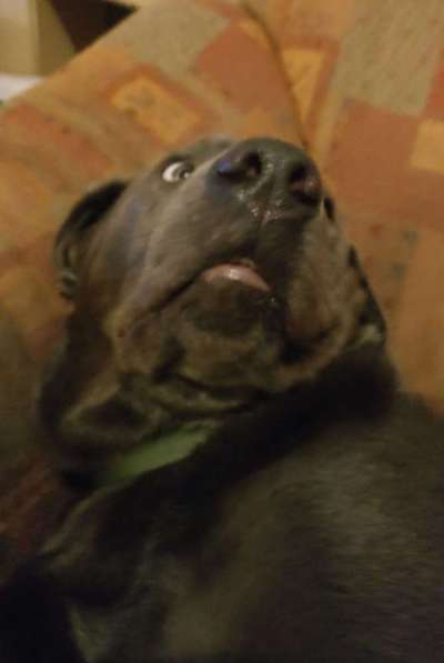 Zeige das lustigste Bild eures Hundis-Beitrag-Bild