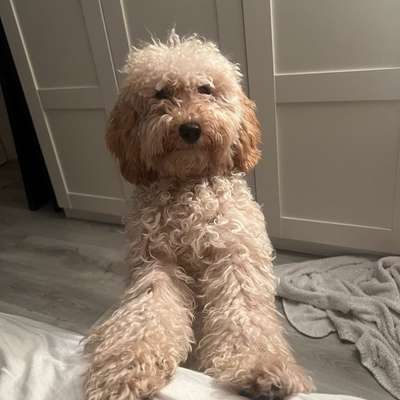 Hundetreffen-Loki freut sich über passende Spielpartner :)-Bild