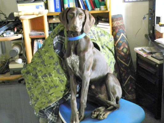 Welpen Bilder !-Beitrag-Bild