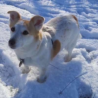 Hundetreffen-Suche Leute zum gemeinsamen Gassi gehen. Damit mein Hund zutraulicher fremden Hunden gegenüber wird.-Bild
