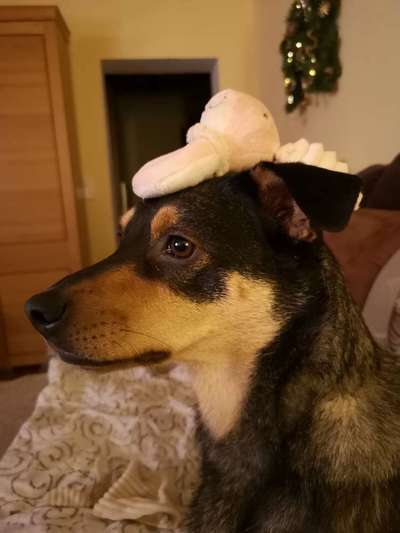 Dogorama Photo Challenge - Tre Chic!-Beitrag-Bild