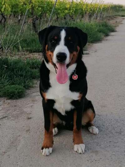 Appenzellerbesitzer gesucht!-Beitrag-Bild