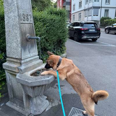 Hundetreffen-Playdate-Bild