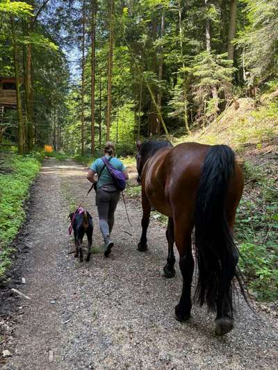 Reitbegleithund Aufbau Training-Beitrag-Bild