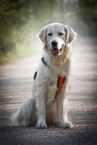 Wo sind die Golden Retriever Liebhaber?-Beitrag-Bild