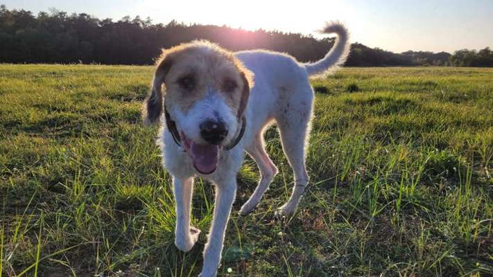 Windhunde - Treffen der besonderen Schönheiten
HERZLICH WILLKOMMEN-Beitrag-Bild