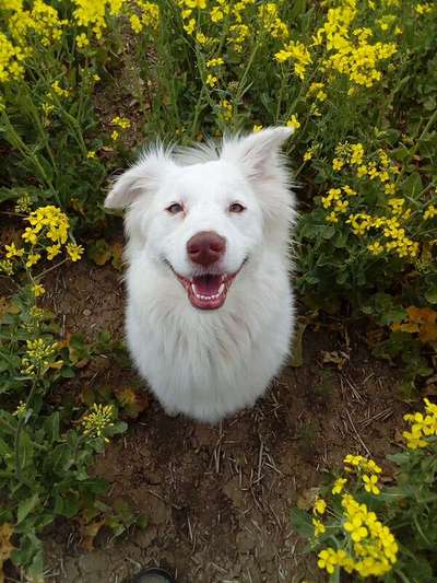 Hundetreffen-Hundetreffen und Spazieren-Bild