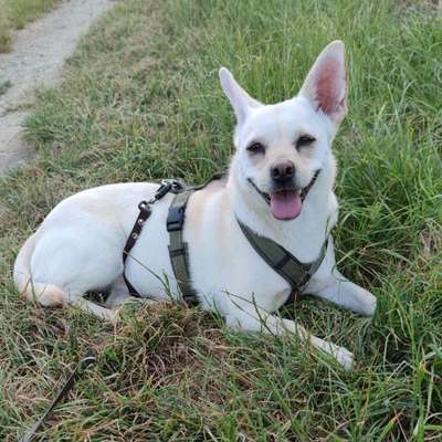 Hundetreffen-Gemeinsame Spaziergänge in den Auggener Reben u. Wald