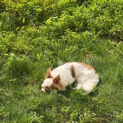 Hundetreffen-🐾 Social Walks in Potsdam 🐾-Bild