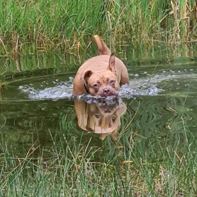 Hundetreffen-Suchen Spielfreude für unsere beiden kuschel Monster :)