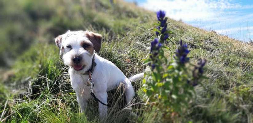 Dein Hund im Dogorama-Kalender 2021-Beitrag-Bild
