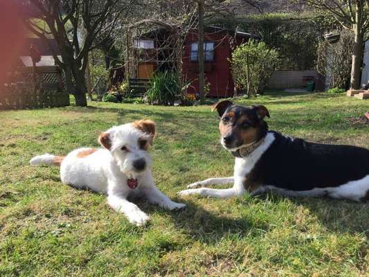 Dein Hund im Dogorama-Kalender 2021-Beitrag-Bild