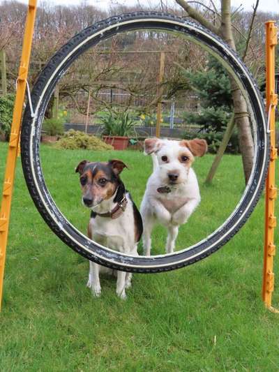 Dein Hund im Dogorama-Kalender 2021-Beitrag-Bild