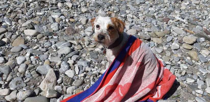 Dein Hund im Dogorama-Kalender 2021-Beitrag-Bild