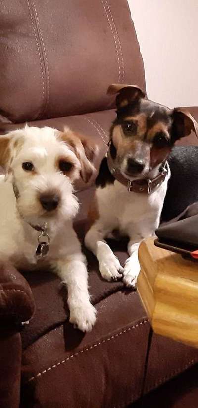 Dein Hund im Dogorama-Kalender 2021-Beitrag-Bild