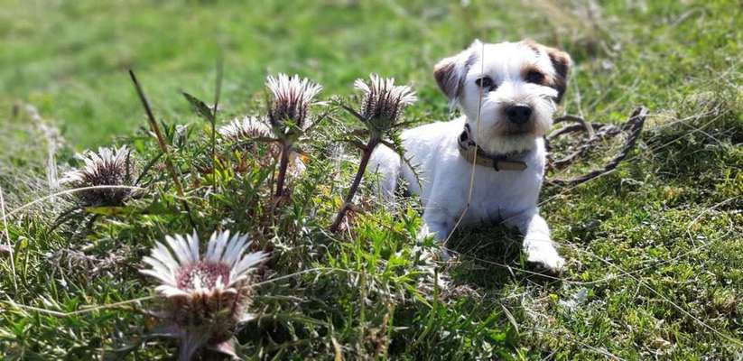Dein Hund im Dogorama-Kalender 2021-Beitrag-Bild