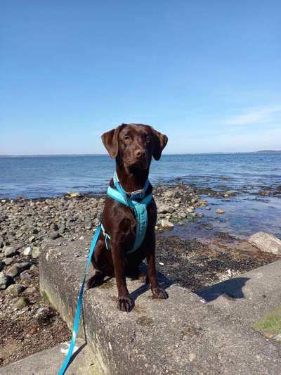 Dogorama Photo Challenge - Steine/Felsen-Beitrag-Bild