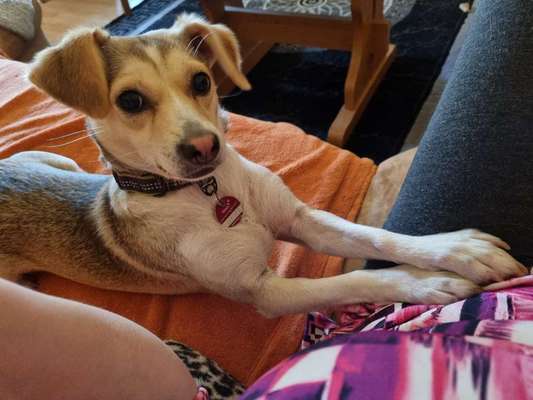 Die Dogorama Kalender Challenge Titelbild-Beitrag-Bild