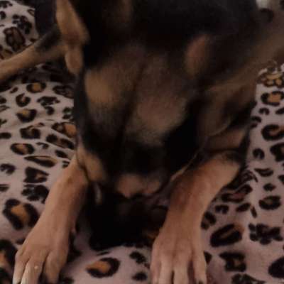 Hundetreffen-Welpentreffen in Berlin Marzahn-Bild