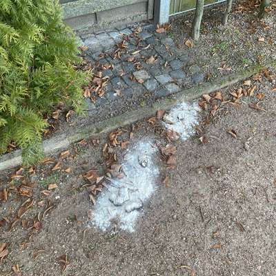 Giftköder-Vermehrt potenzielles Gift-Bild