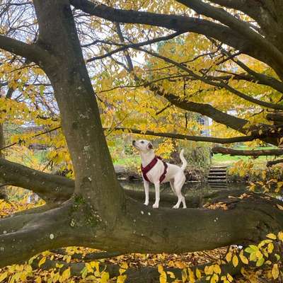 Hundetreffen-Hundefreunde gesucht-Bild