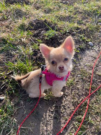 Wo sind meine Chihuahua- Chihuahua mischlings Besitzer ??-Beitrag-Bild