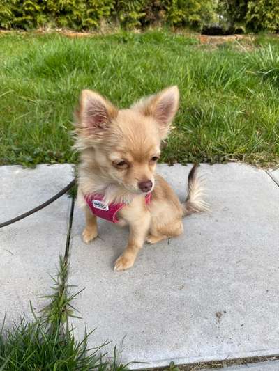 Wo sind die Chihuahua Besitzer ?-Beitrag-Bild