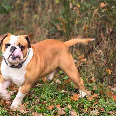 Hundetreffen-Gassirunde St Wendel-Bild