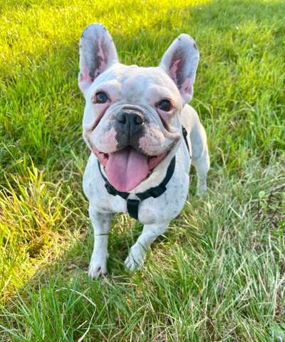 Französische Bulldoggen-Beitrag-Bild