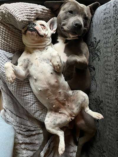 Freunde von 'Kampfhunden'-Beitrag-Bild